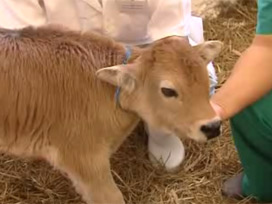 Huzurlarınızda kopya buzağı Efe