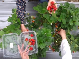 Samsun’da çilek üretimi artıyor