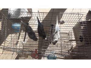 Yangında dumandan etkilenen 3 kuşu itfaiye kurtardı