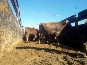 10 çiftçiye 50 tane büyükbaş hayvan dağıtıldı