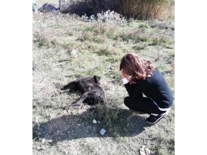 Ağılına girip kuzularına zarar verdiğini iddia ettiği köpeği öldürdü