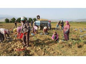 Kış patatesi sökümü 10 güne kadar başlıyor