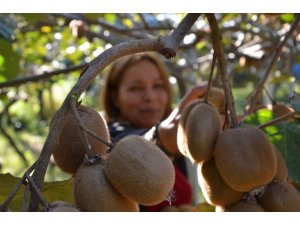 Ordu kivisine ilgi artıyor
