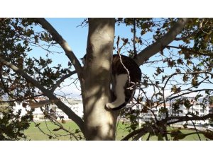 Kurtarılan kedi sahibini görünce sevinçten çılgına döndü