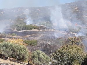 Manisa’da orman yangını