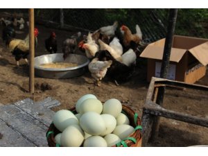 Yumurta ihracatı ilk on ayda yüzde 18 arttı