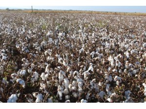 Iğdır’da pamuk hasadı devam ediyor
