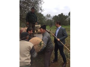 Akın:"Zeytin üreticisi devletten destek bekliyor"