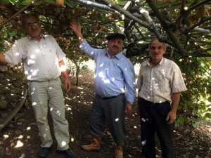 Menteşe’de Kivi hasadı başladı