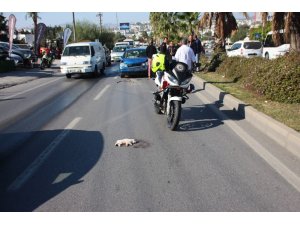 Kediye çarpmamak için 6 araç birbirine girdi