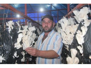 Genç Çiftçi projesiyle üretilen mantarlar gelir kapısı oldu