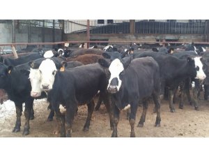 Genç çiftçilere 310 adet büyükbaş hayvan dağıtıldı