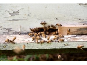 Prof. Dr. Ahmet Güler: "Arı ırklarımız tehlike altında"