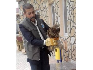 Yaralı Kızıl Şahin tedavi altına alındı