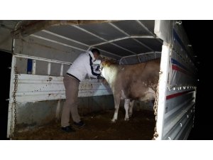 Ordu’da hayvan hareketlerine sıkı kontrol