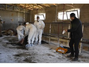 Gümüşhane'de ahırdaki ineklerin telef olması