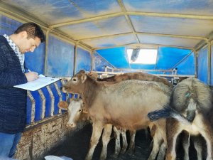 Genç çiftçilere büyükbaş hayvan dağıtıldı