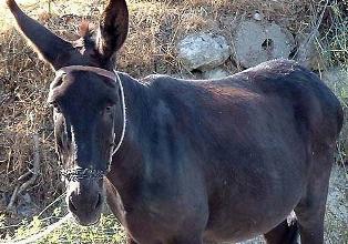 Eşek, 9 yaşındaki çocuğun başını ısırdı