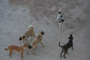 Sokak köpekleri korku saçıyor