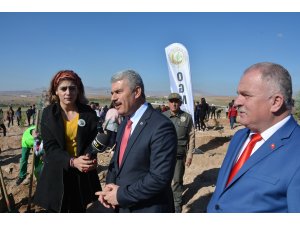 Kaman'da ceviz ormanı oluşturuluyor