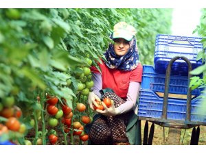 Domatesin fiyatı yeniden artışa geçti