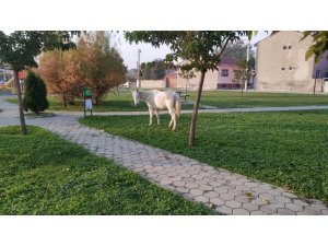 Başıboş atlar cirit atmaya devam ediyor