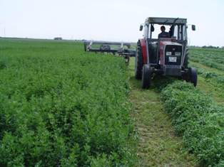 Aksaray’da yonca üretimi yaygınlaşıyor