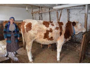 Tonya Süt Fabrikası’nın kapanması en çok onları etkiledi