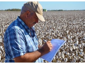 Pamuk üretiminde yeni bir sayfa açılıyor