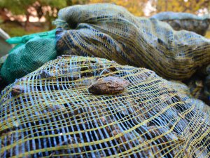 Çanakkale'de kaçak avcılıkla mücadele