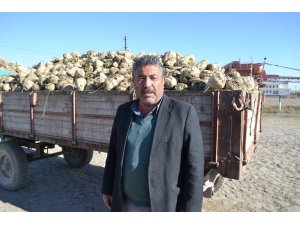 Şuhut’ta şeker pancarı alımları başladı