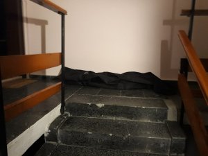 Evcil hayvanlar yangında telef oldu