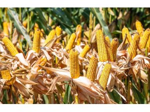 Silajlık mısır çeşitleri çiftçilere kazandırıyor