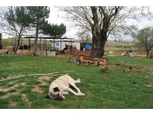 Köpekleri zehirleyip 40 koyunu çaldılar