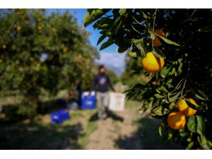 Antalya'da erken portakal hasadı