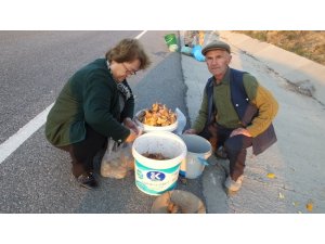 Melki köylülerin geçim kaynağı oldu