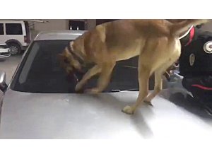 Polis dedektör köpekli uyuşturucu operasyonunda "skunk" ele geçirdi