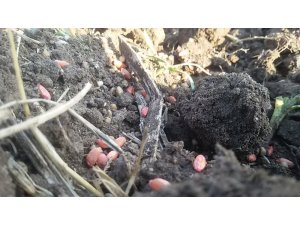 Buğdayda kuraklık sıkıntısı