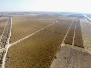 Çumra'da mısır hasadına başlandı