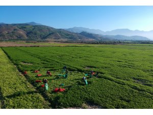 Hatay maydanozuna ilgi artıyor