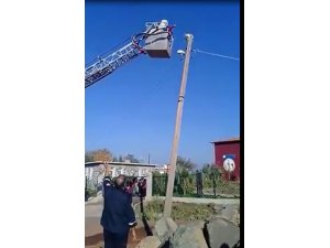 Elektrik direğine çıkan kediyi, itfaiye ekipleri kurtardı