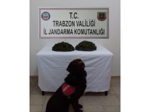 Jandarmanın narkotik köpeği ‘Çakıl’ uyuşturucu operasyonunda dedektör görevinde