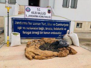 zeytin hırsızı yakalandı