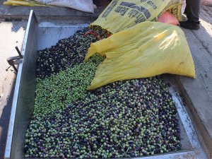 Toroslar'ın "organik" zeytini ilgi görüyor