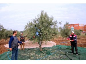 Kilis 7 Aralık Üniversitesi’nde Zeytin Hasadı Başladı
