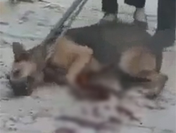 Bunları yapanlar insan olamaz!