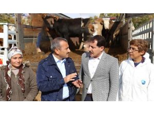 Tunceli’de Genç Çiftçilere 400 Düve hibe edildi
