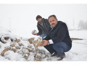 Şeker pancarı kar altında kaldı