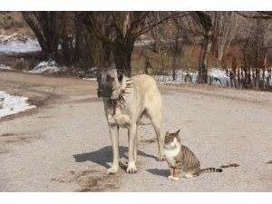 Kangallar ile kedilerin şaşırtan dostluğu