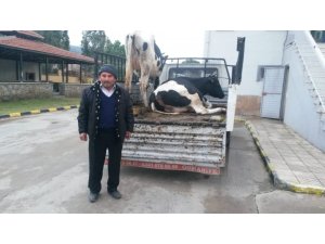 Çine’de çalınan hayvanlar Jandarma tarafından bulundu